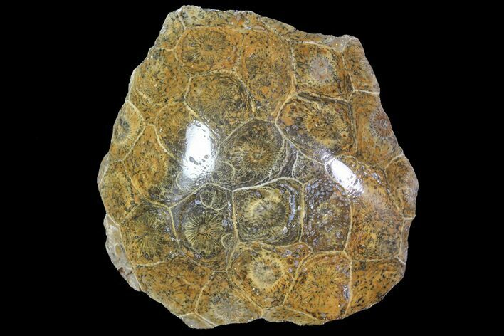 Polished Fossil Coral Head - Morocco #72319